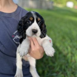 Delilah - Black white and tan English Springer Spaniel puppy in Williston, Florida from Bizzy Farms English Springer Spaniels