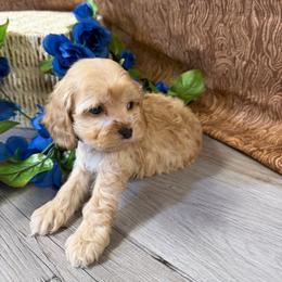 Rose B5 brown - Red male Cockapoo puppy in Haines City, Florida from Camic Cockapoos
