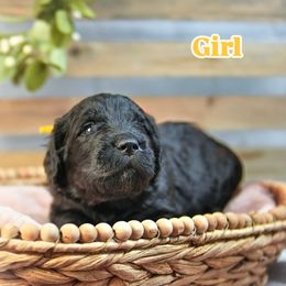 Yellow Collar - Black female Assorted Doodle Crosses puppy in Elma, New York from Newfiedoodles of WNY