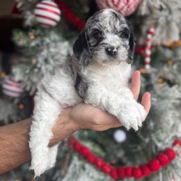 Freddy - Merle male Cockapoo puppy in Floyds Knobs, Indiana from Sweet Tails