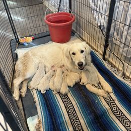 Elita - Light golden female Golden Retriever puppy in Colorado Springs, Colorado from Sharp Guardians and Goldens