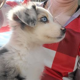 Australian Shepherds, Miniature Australian Shepherds, Pembroke Welsh Corgis, and Toy Australian Shepherds from Tin Roof Aussies