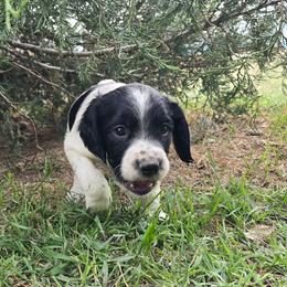 Giles - Black and white male English Springer Spaniel puppy in Palisade, Colorado from Bigfoot's Kennel