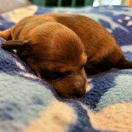 Jayme - Red male Dachshund puppy in Waynesboro, Tennessee from Owl Hollow Farm Miniature Dachshunds