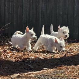 Boy 2 - White male West Highland White Terrier puppy in Yorktown, Virginia from Dragon Shield Terriers