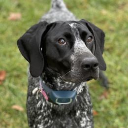 Evie - German Shorthaired Pointer