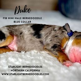 Bernedoodle Puppies from Starlight Bernedoodles