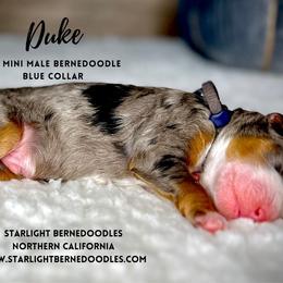 Bernedoodle Puppies from Starlight Bernedoodles