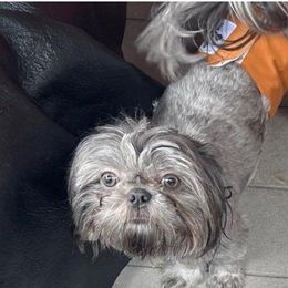 River - Shih Tzu
