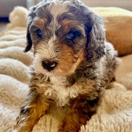 Galaxy - Blue merle male Bernedoodle puppy in Springville, Utah from Oodles of Bernedoodles
