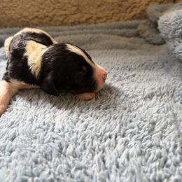 Jason - Black and white male Bernedoodle puppy in Rochester, Massachusetts from Harmony Hill Doodles
