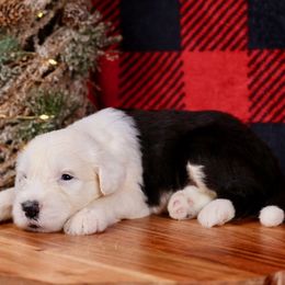 Kringle - Gray and white male Old English Sheepdog puppy in Cleveland, Tennessee from Narrow Path Old English & Sheepadoodles