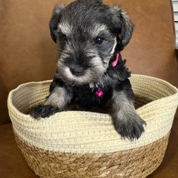 Nesta - Salt and pepper female Miniature Schnauzer puppy in Lake Elsinore, California from Ironwood Schnauzers