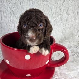 Baloo - Brown and white male Aussiedoodle puppy in Haleyville, Alabama from The Cuddly Dood Ranch