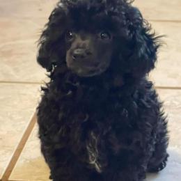 Miniature Schnauzers and Poodles from Snow Creek Miniature Schnauzers, and Poodles