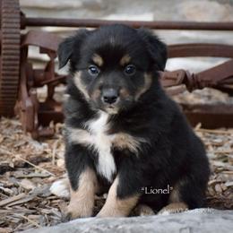 Lionel - Black tri male Miniature Australian Shepherd puppy in Evant, Texas from Lazy VT Bar Ranch