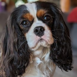Cavalier King Charles Spaniels from Panache Puppies