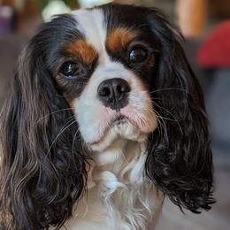 Cavalier King Charles Spaniels from Panache Puppies