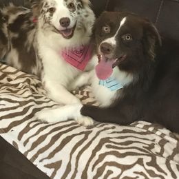 Willow - Australian Shepherd