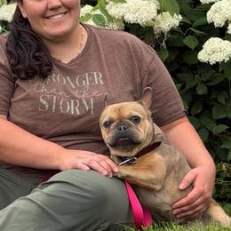 Buffy Jo - Fawn female French Bulldog puppy in Hopkins, Missouri from Mowry Creek Mini Aussiedoodles and More