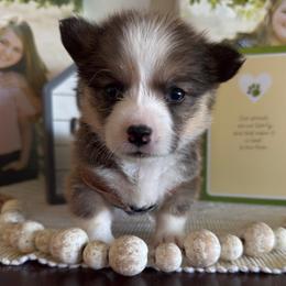 Patsy - Sable female Pembroke Welsh Corgi puppy in Battle Ground, Washington from Westbrooke Kennels