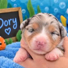 Dory - Blue merle female Australian Shepherd puppy in Placerville, California from BFF Aussies