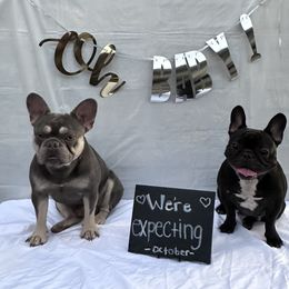 Whiskey - French Bulldog