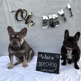 Whiskey - French Bulldog