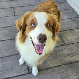 Hercules - Australian Shepherd