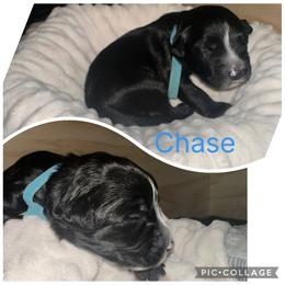Portuguese Water Dog Puppies from Purely Opal