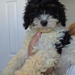 Girl 1 - Black white and tan female Cockapoo puppy in Galena, Illinois from Perry's doodles