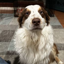 Clifford - Australian Shepherd