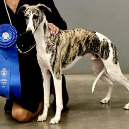 Linus - Whippet