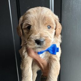 Phoenix - Apricot male Goldendoodle puppy in Adolphus, Kentucky from Deerly Poodles