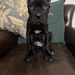 Orange - Black female Cane Corso puppy in Norwalk, California from Gaxx Corsos