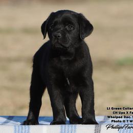 Fancy Girl 7 - Mint Collar - Black female Labrador Retriever puppy in Point, Texas from Lakylu Kennels