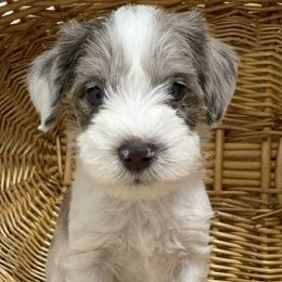 Miniature Schnauzer Puppies from Miniature Schnauzer Paradise llc