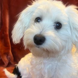 Piper - Maltipoo