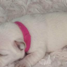 French Bulldog Puppies from Diamond Dreams French Bulldogs