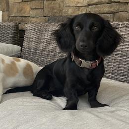Jewel - Dachshund