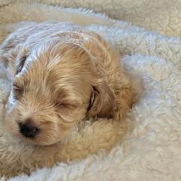 Pearl - Cream female Cockapoo puppy in Utica, Ohio from Poodle Me Crazy