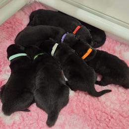 Belgian Sheepdog Puppies from Sans Soleil