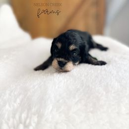 Fisher - Black & tan male Maltipoo puppy in Huntsville, Texas from Nelson Creek Farms