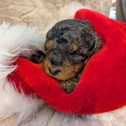 Charlie - Blue male Poodle puppy in East Earl, Pennsylvania from Puppy Adventures LLC