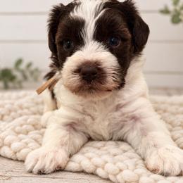 Lola - Parti female Miniature Schnauzer puppy in Magalia, California from NorCal Schnauzers
