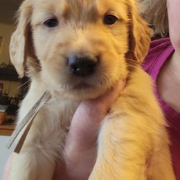 Boy 2 - Golden Golden Retriever puppy in Lakewood, Washington from Lenhart Goldens