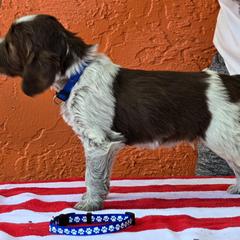 Leonberger and Spinone Italiano Puppies from Starfire Leonbergers and Spinone Italiano