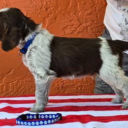 Leonberger and Spinone Italiano Puppies from Starfire Leonbergers and Spinone Italiano