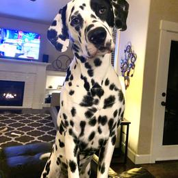 Dalmatian All Grown Up from Gateway Farm Dalmatians