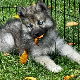 AKC Ash - Agouti and white female Siberian Husky puppy in Columbus, Nebraska from Happy Howlin' Smokey Mountain Huskies